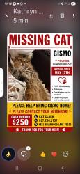Lost Female Cat last seen Schillings, Fort Worth, TX 76103