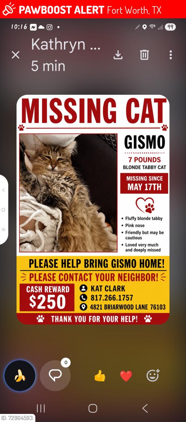 Lost Female Cat last seen Schillings, Fort Worth, TX 76103