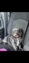 Lost Female Dog last seen Military Drive near QT, San Antonio, TX 78221