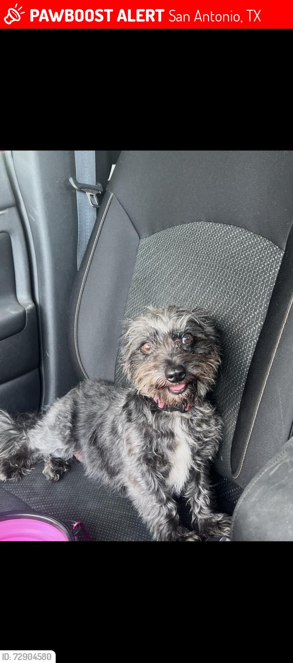 Lost Female Dog last seen Military Drive near QT, San Antonio, TX 78221