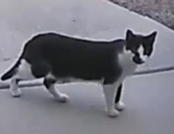 Reunited Unknown Cat last seen Woodstock road and hey 92, Acworth, GA 30102