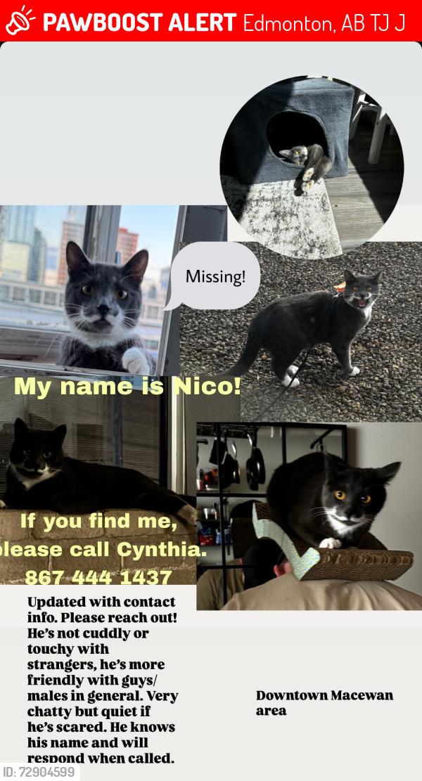 Lost Male Cat last seen Near st, Downtown, Macewan area, Dave’s en, Edmonton, AB T5J 0J2