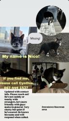 Lost Male Cat last seen Near st, Downtown, Macewan area, Dave’s en, Edmonton, AB T5J 0J2