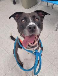Shelter Stray Male Dog last seen OFALLON, 4850 Mid Rivers Mall Dr, St Peters, MO 63376, USA