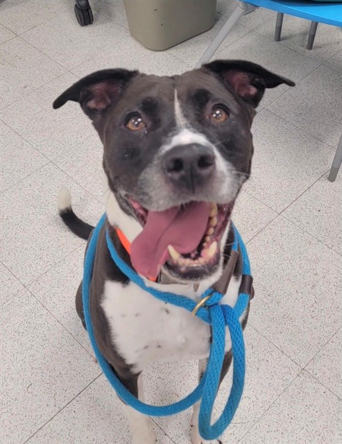 Shelter Stray Male Dog last seen OFALLON, 4850 Mid Rivers Mall Dr, St Peters, MO 63376, USA