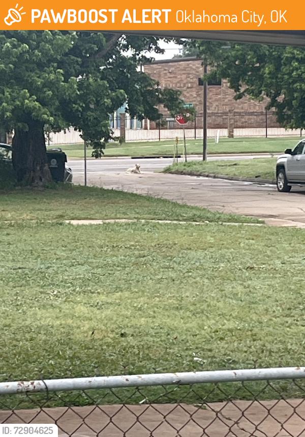 Found/Stray Unknown Dog last seen By Sunnylane, Oklahoma City, OK 73135