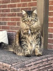Lost Female Cat last seen Pioneer Way, Double File, and Pathfinder Way., Round Rock, TX 78665