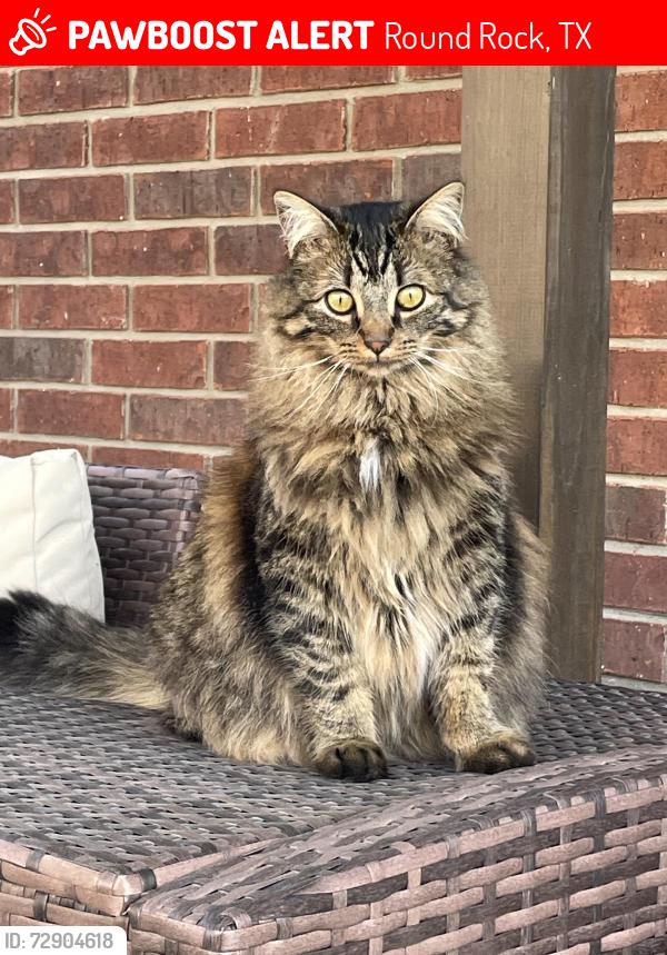 Lost Female Cat last seen Pioneer Way, Double File, and Pathfinder Way., Round Rock, TX 78665