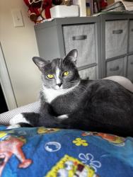 Reunited Female Cat last seen Hidden Valley at hwy 55 and Fairway green Drive, Fuquay-Varina, NC 27526