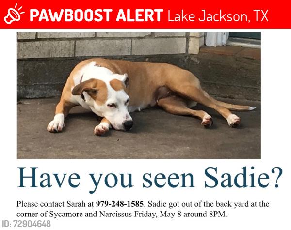 Lost Female Dog last seen Sycamore and Narcissus , Lake Jackson, TX 77566