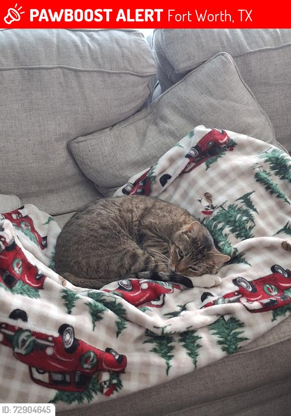 Lost Male Cat last seen Cummings and Blaney Ave., Fort Worth, TX 76180