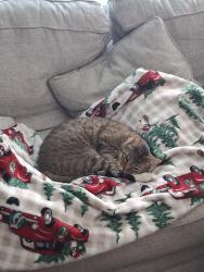 Lost Male Cat last seen Cummings and Blaney Ave., Fort Worth, TX 76180