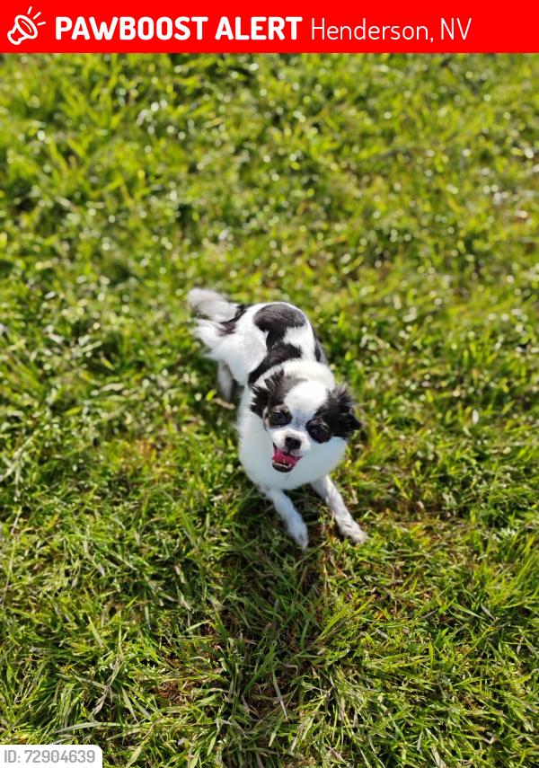 Lost Female Dog last seen Whitney ranch and galleria , Henderson, NV 89014