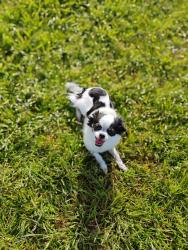 Lost Female Dog last seen Whitney ranch and galleria , Henderson, NV 89014