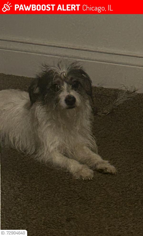 Lost Female Dog last seen Cottage grove and 81st Street , Chicago, IL 60619