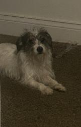 Lost Female Dog last seen Cottage grove and 81st Street , Chicago, IL 60619