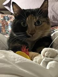 Lost Female Cat last seen Country Wood Dr. and Village Loop, Pomona, CA 91766