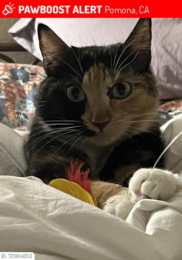 Lost Female Cat last seen Country Wood Dr. and Village Loop, Pomona, CA 91766