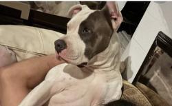Lost Male Dog last seen Bird road 92 ave, Coral Gables, FL 33146