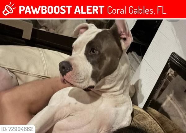 Lost Male Dog last seen Bird road 92 ave, Coral Gables, FL 33146