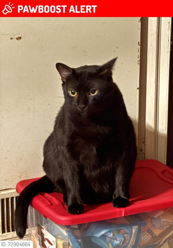 Lost Male Cat last seen N/A, Northern Cambria, PA 15714