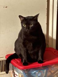 Lost Male Cat last seen N/A, Northern Cambria, PA 15714