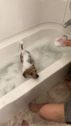 Reunited Male Dog last seen Martin Luther king blvd Bakersfield ca 93307, Bakersfield, CA 93307