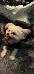 Reunited Female Dog last seen Harvard e 114th, Cleveland, OH 44105