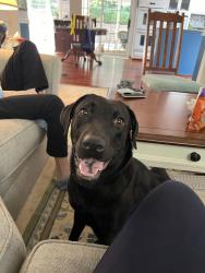 Lost Female Dog last seen Powder Springs Rd., Marietta, GA 30064