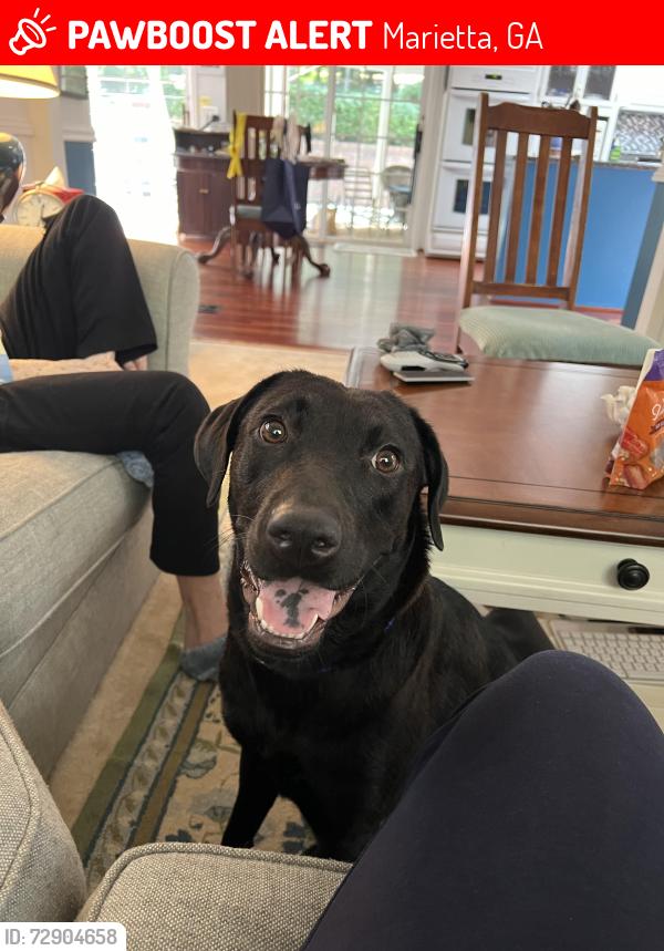 Lost Female Dog last seen Powder Springs Rd., Marietta, GA 30064