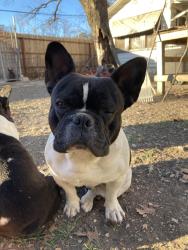 Reunited Male Dog last seen West palfrey st & Pecan Valley st , San Antonio, TX 78223
