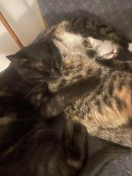 Lost Male Cat last seen Dorrington ave , Los Angeles, CA 91331