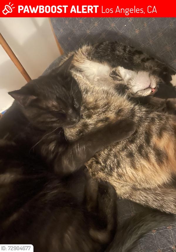 Lost Male Cat last seen Dorrington ave , Los Angeles, CA 91331