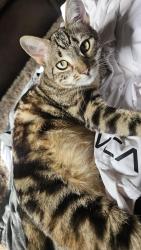 Lost Male Cat last seen Oxford ave and griswold close to Doubletree , Claremont, CA 91711
