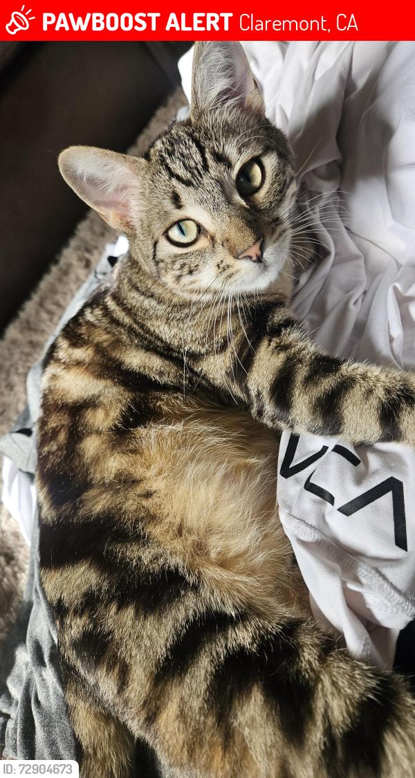 Lost Male Cat last seen Oxford ave and griswold close to Doubletree , Claremont, CA 91711