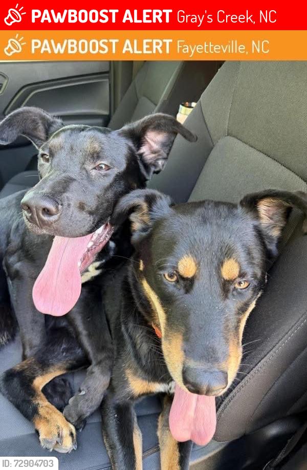 Lost Male Dog last seen Tom Starling Rd, Gray's Creek, NC 28306