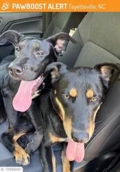 Lost Male Dog last seen Tom Starling Rd, Gray's Creek, NC 28306