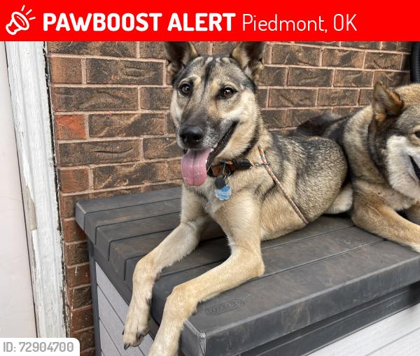 Lost Female Dog last seen Frisco and nw expressway, Piedmont, OK 73078