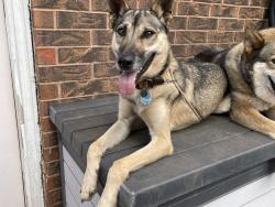 Lost Female Dog last seen Frisco and nw expressway, Piedmont, OK 73078