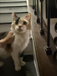 Found/Stray Female Cat last seen Hobson rd naper blvd, Naperville, IL 60565
