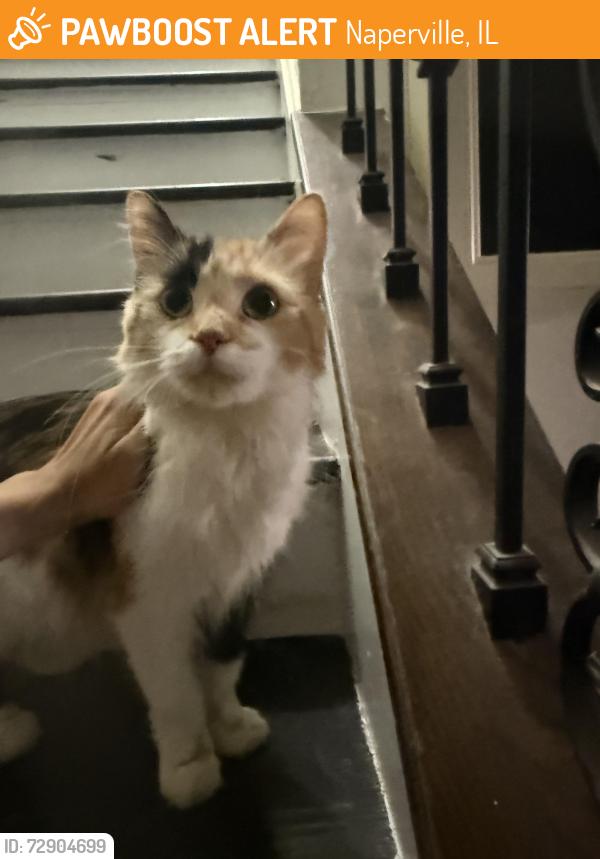 Found/Stray Female Cat last seen Hobson rd naper blvd, Naperville, IL 60565
