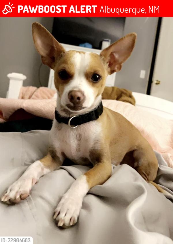 Lost Male Dog last seen Bridge and golf , Albuquerque, NM 87105