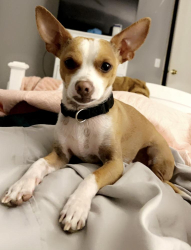 Lost Male Dog last seen Bridge and golf , Albuquerque, NM 87105