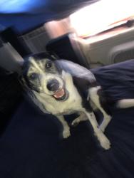 Lost Male Dog last seen Stubbs St ,15 and 16 , Edinburg, TX 78539