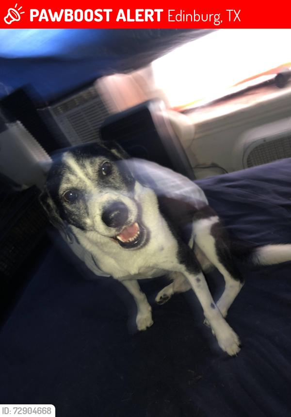 Lost Male Dog last seen Stubbs St ,15 and 16 , Edinburg, TX 78539
