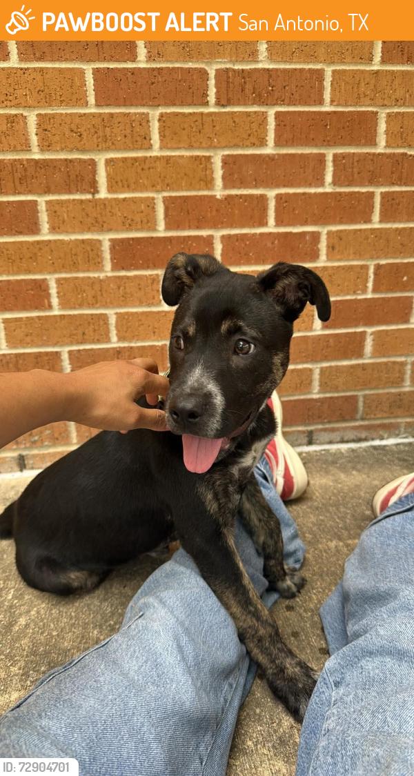 Found/Stray Male Dog last seen Latch Dr. & Panda Dr. 78213, San Antonio, TX 78213