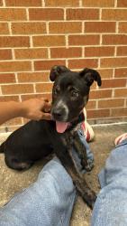 Found/Stray Male Dog last seen Latch Dr. & Panda Dr. 78213, San Antonio, TX 78213