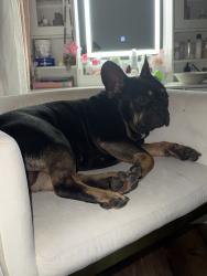 Lost Male Dog last seen Lake mesd and jones, Las Vegas, NV 89108