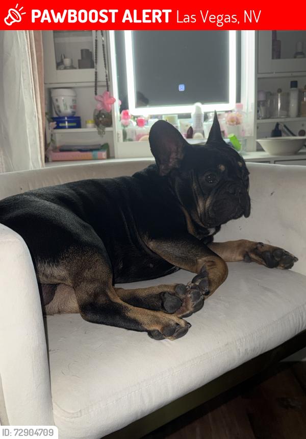 Lost Male Dog last seen Lake mesd and jones, Las Vegas, NV 89108