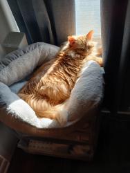 Reunited Female Cat last seen Near Northridge drive , Omaha, NE 68112
